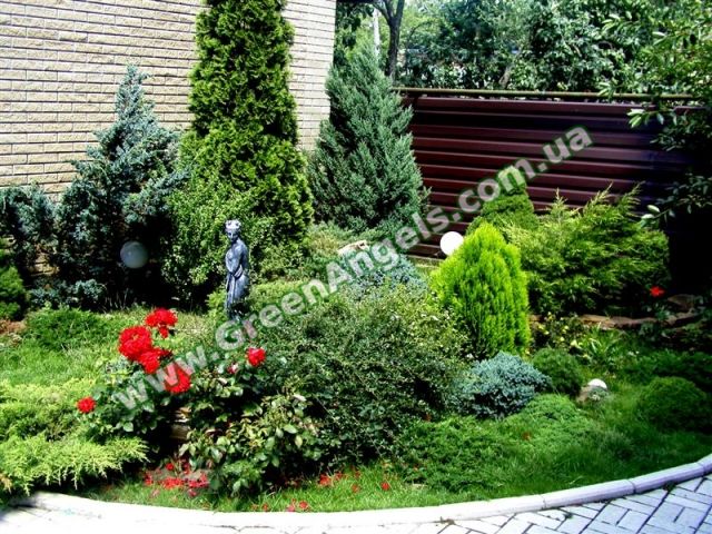 клумбы из хвойных растений фото